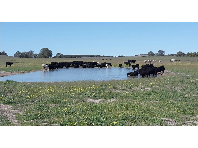 1179 Ngarkat Highway, Pinnaroo SA 5304