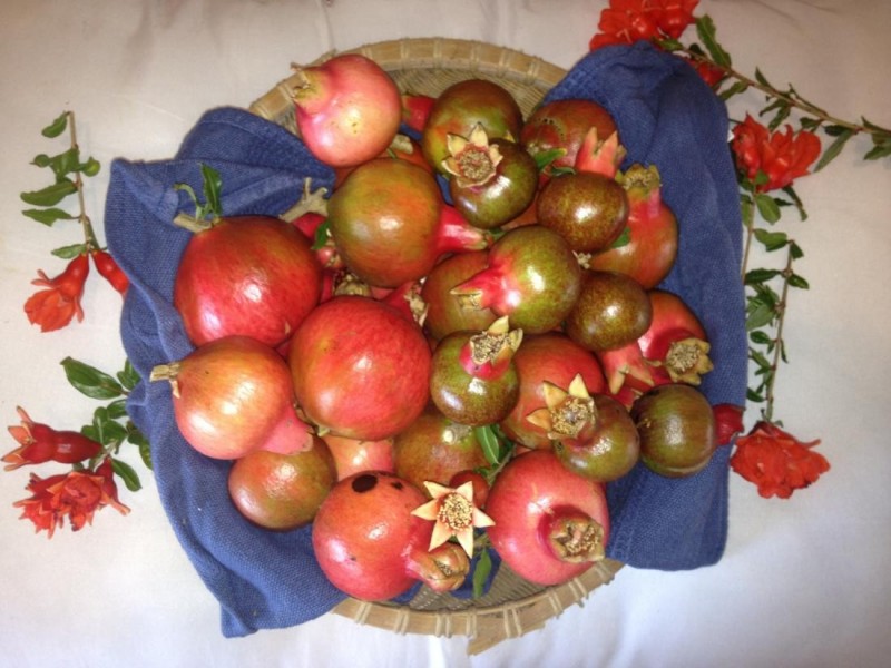 1760 Cadgee Road, Naracoorte SA 5271