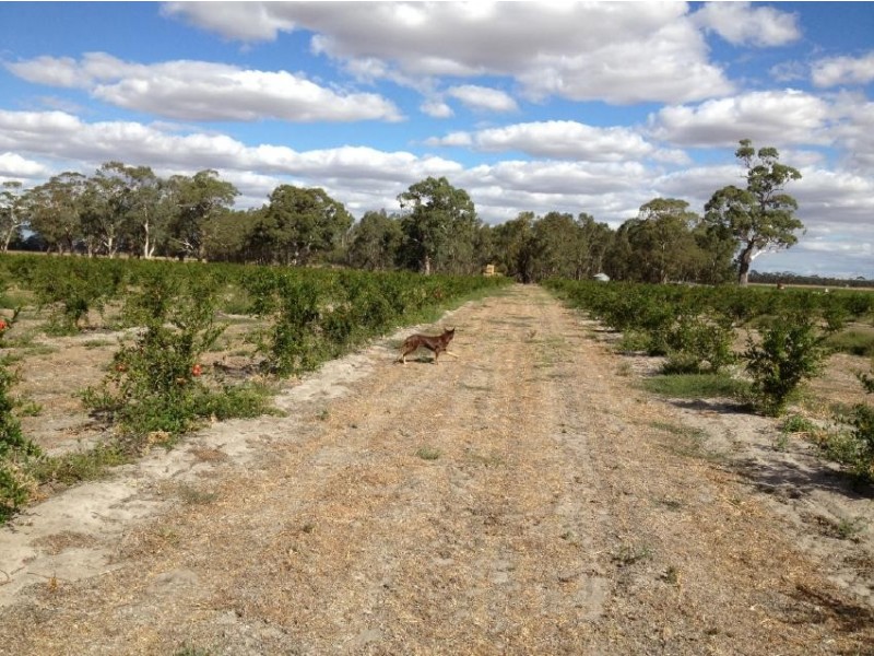 1760 Cadgee Road, Naracoorte SA 5271