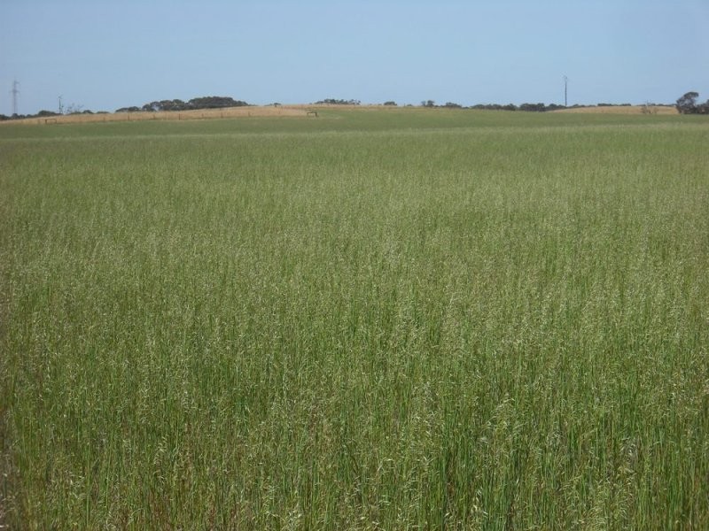 Glenrowan Dukes Highway, Keith SA 5267