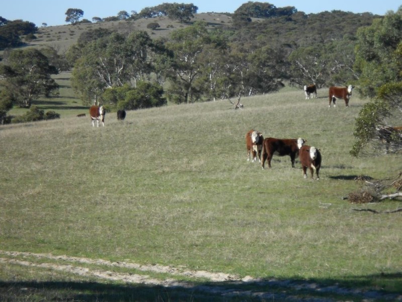 Sec 96, 60, 20 Ol Stone Tank Road, Mundulla SA 5270