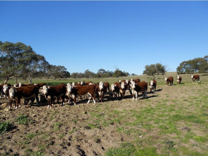 Sec 96, 60, 20 Ol Stone Tank Road, Mundulla SA 5270