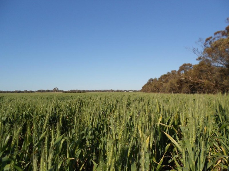 42  (Lot 100) Canal Rd Lowan VAle, Bordertown SA 5268