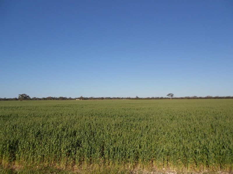 42  (Lot 100) Canal Rd Lowan VAle, Bordertown SA 5268