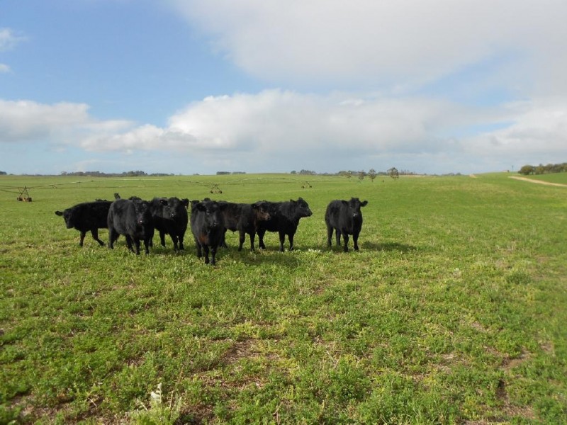 93/94 Bordertown-Naracoorte Road, Padthaway SA 5271