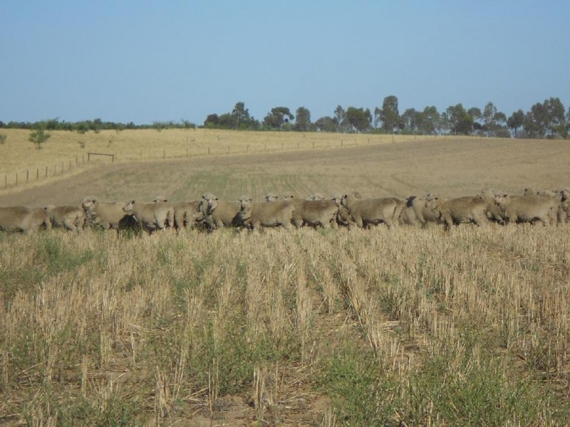 1526 Parrakie South Road, Parrakie SA 5301