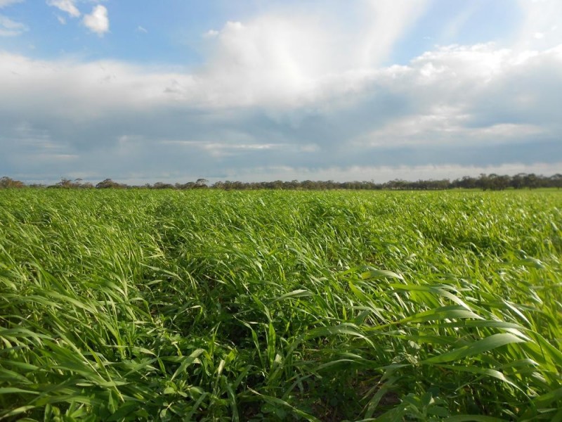 10765 Ngarkat Hwy, Bordertown SA 5268