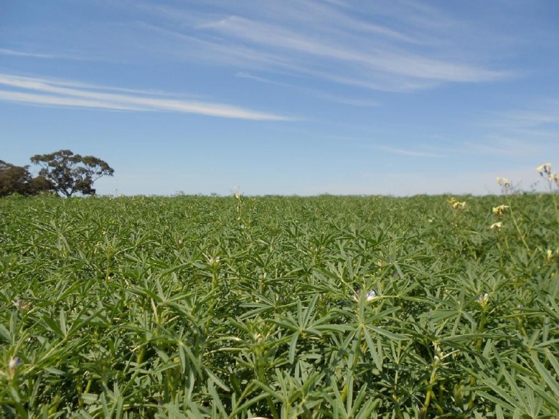 10765 Ngarkat Hwy, Bordertown SA 5268