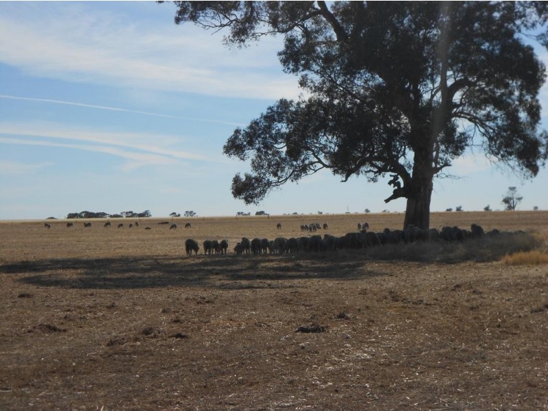 SECTION 197 Cnr Frances and Wiese Rd, Bordertown SA 5268