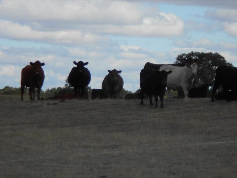 3080 Naracoorte Road, Western Flat SA 5268