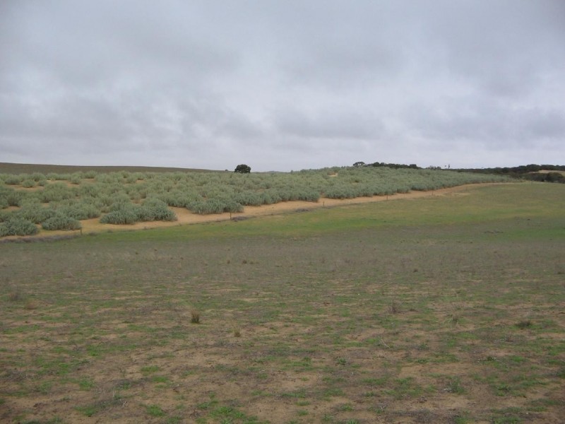 Pt. Lot 32 Lee Road, Lameroo SA 5302