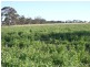 3 Goodridge Road, Mundulla SA 5270