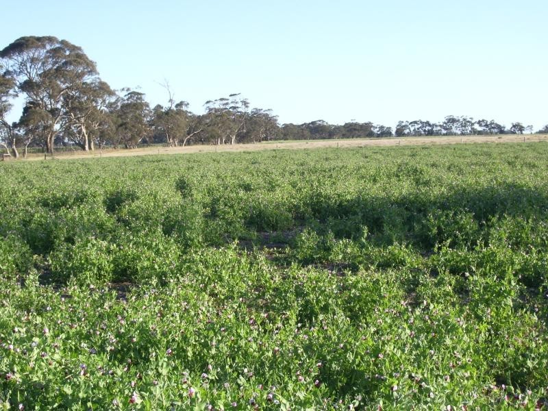 3 Goodridge Road, Mundulla SA 5270