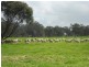 298 and 101 Golf Course and Finlayson, Bordertown SA 5268