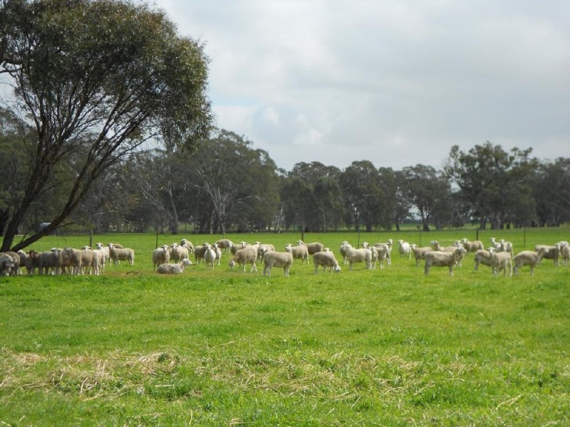 298 and 101 Golf Course and Finlayson, Bordertown SA 5268