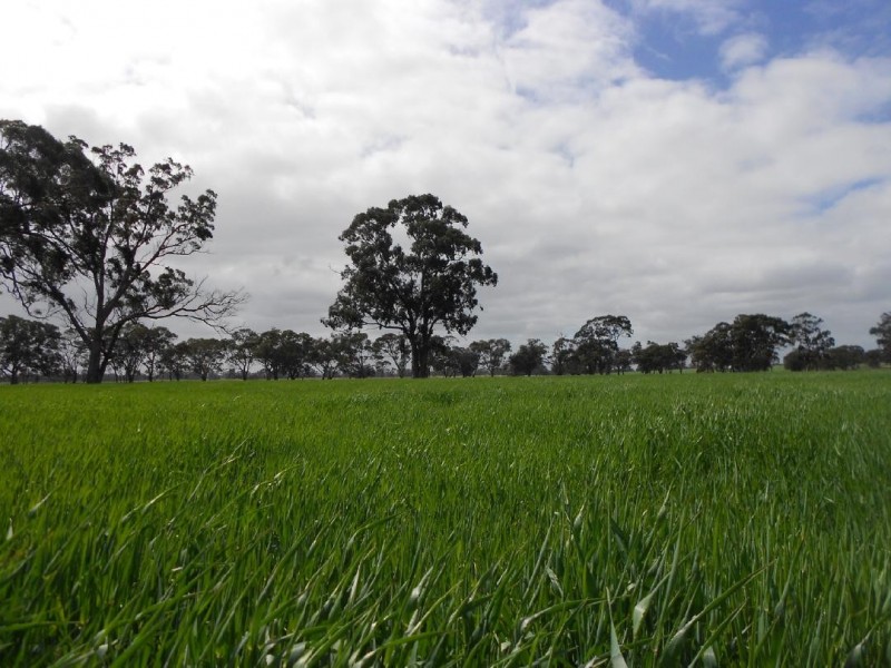 298 and 101 Golf Course and Finlayson, Bordertown SA 5268