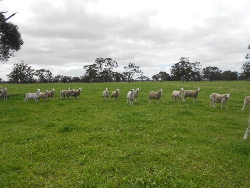 298 and 101 Golf Course and Finlayson, Bordertown SA 5268