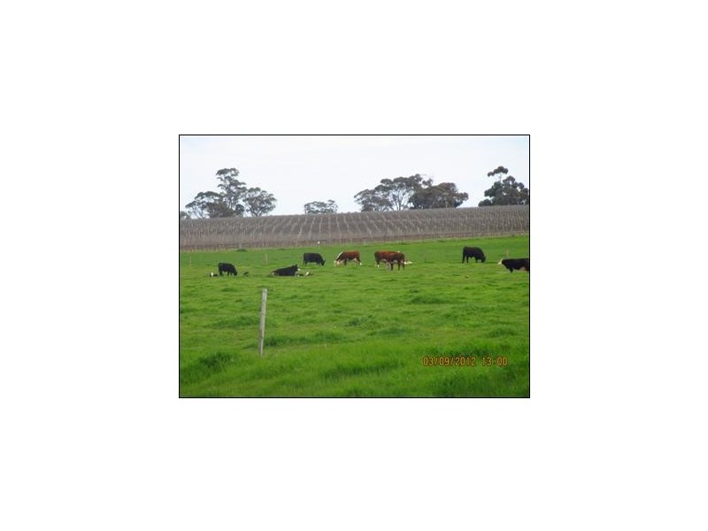 50 The Mile Lane, Mundulla SA 5270