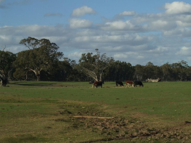 50 The Mile Lane, Mundulla SA 5270