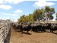 193 Dunstall Road, Bangham SA 5268