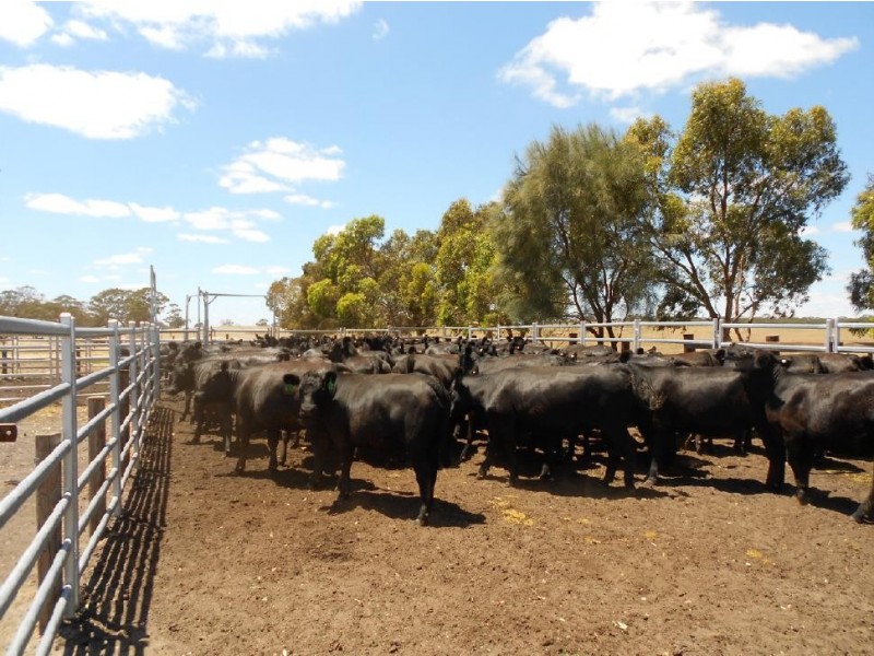 193 Dunstall Road, Bangham SA 5268