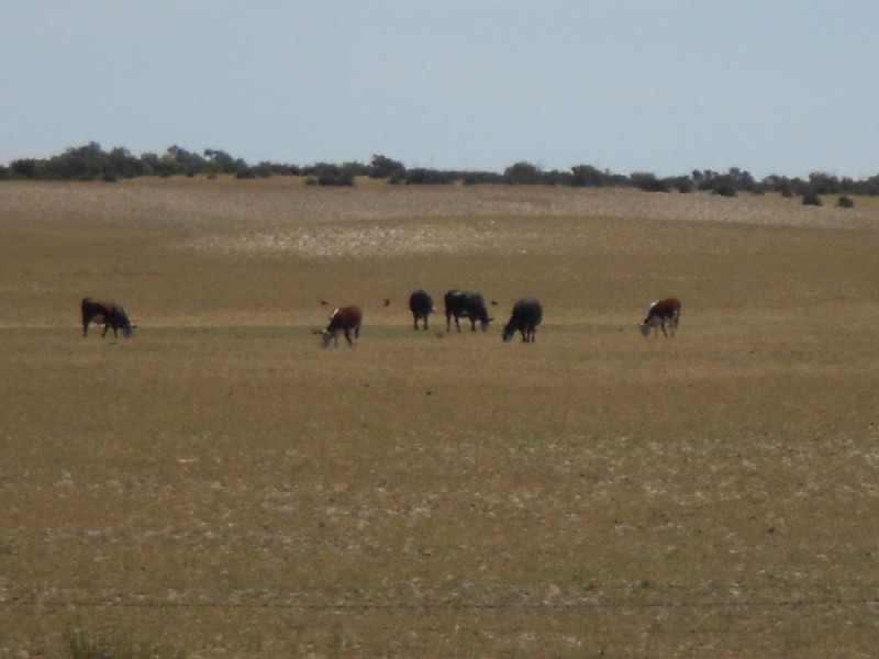 4703 Emu Flat Road, Bordertown SA 5268