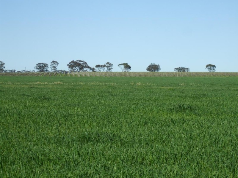 220 acres The Mile Lane, Mundulla SA 5270