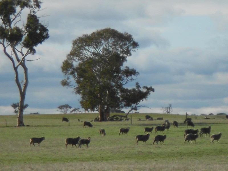 343 Cooper Road, Bordertown South SA 5268