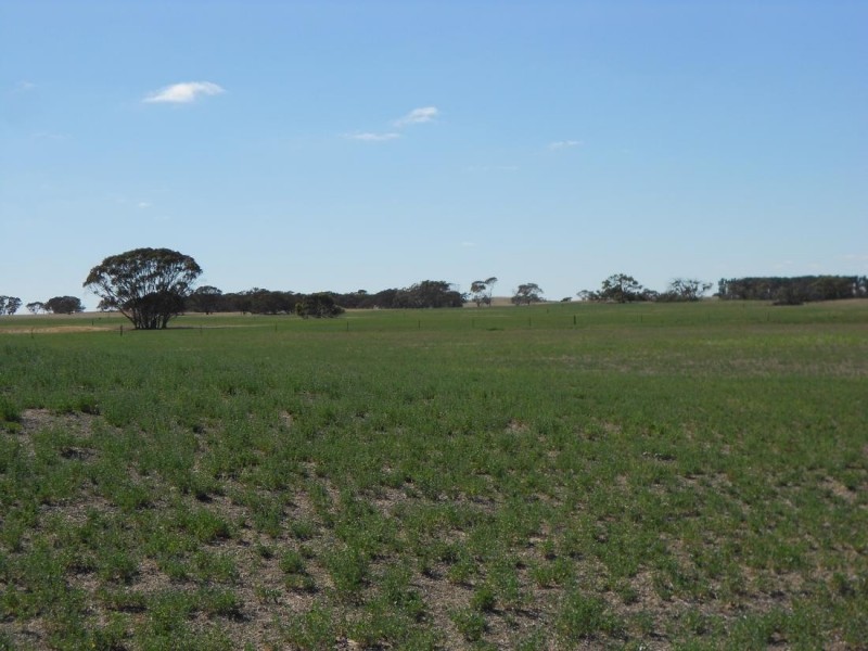 966 Pine Hill Road, Bordertown SA 5268