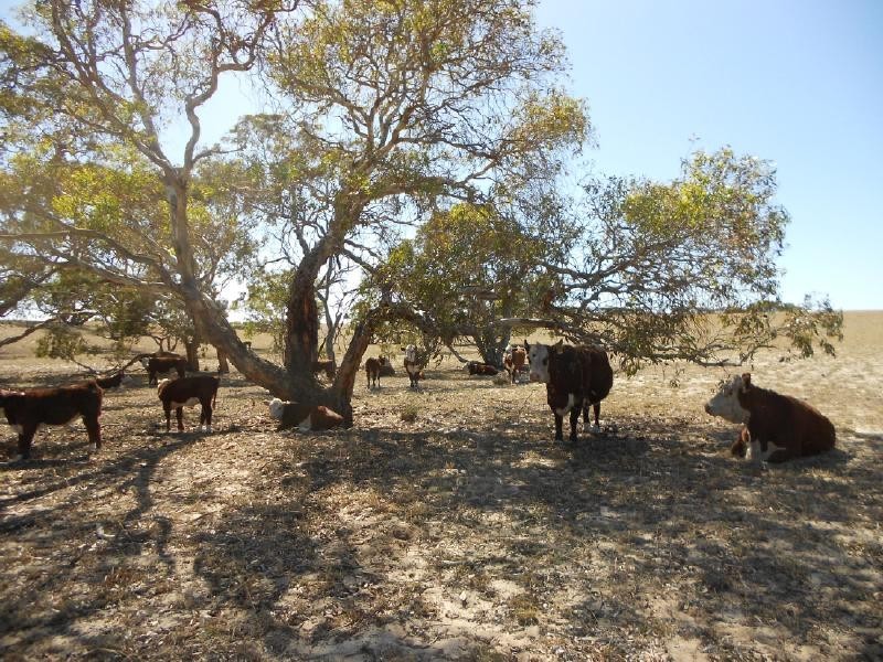 1274 Garra South Road, Parrakie SA 5301