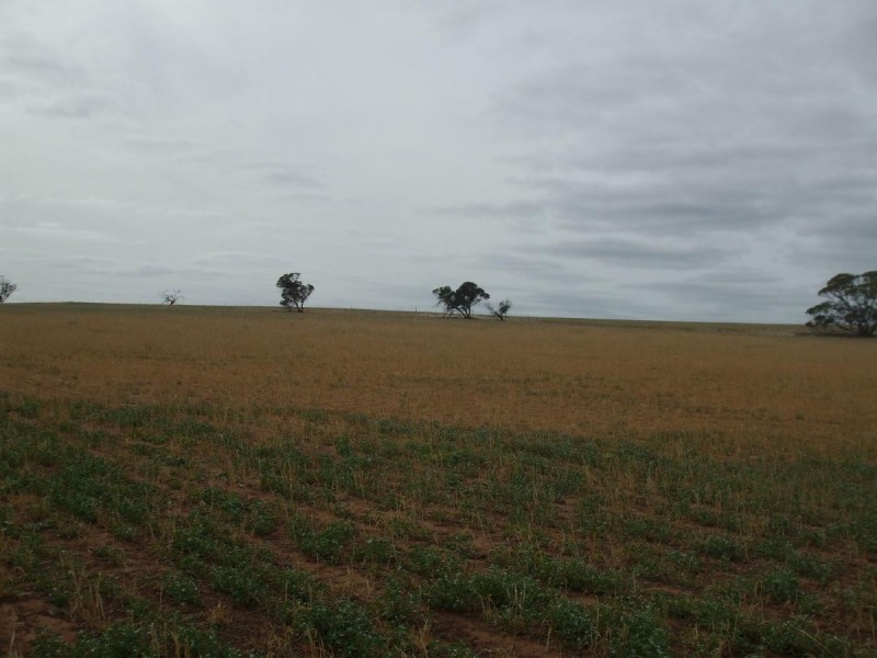 Lot 13 Oaks Road, Pinnaroo SA 5304