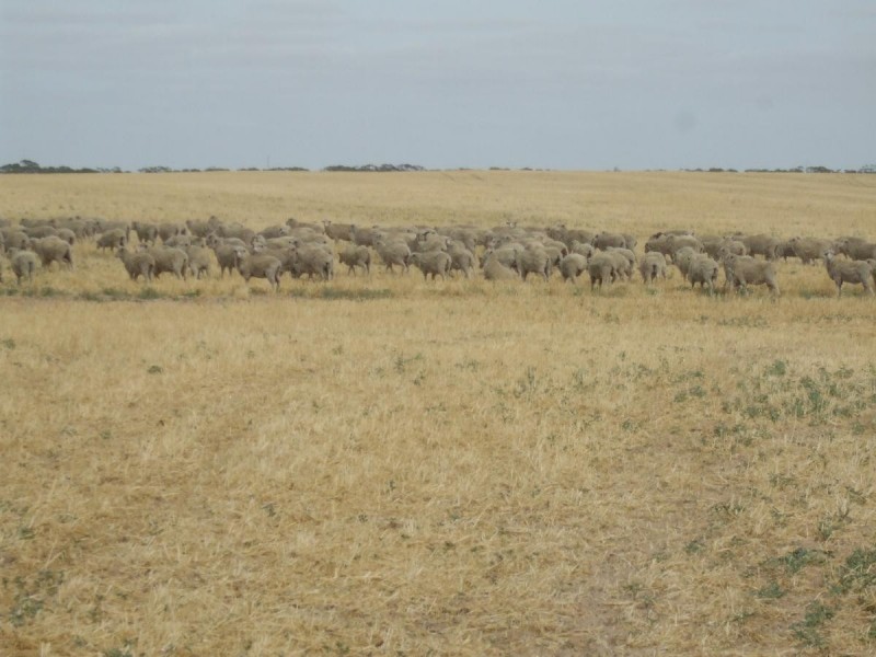 Lot 13 Oaks Road, Pinnaroo SA 5304