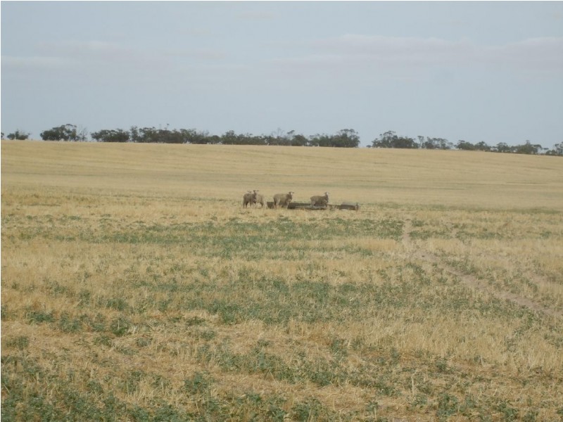 Lot 13 Oaks Road, Pinnaroo SA 5304