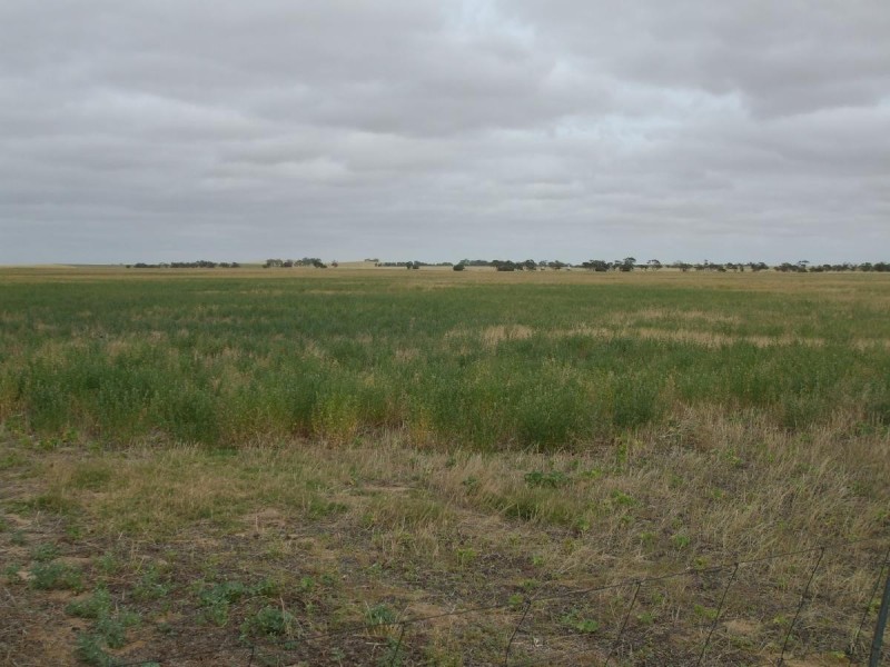 Lot 14 Oaks Road, Parilla SA 5303