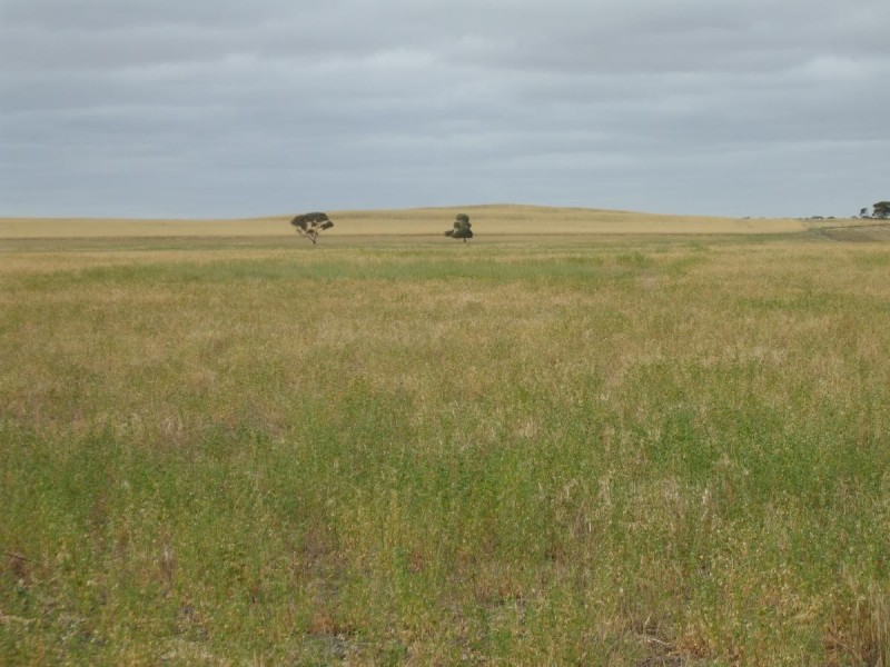 Lot 14 Oaks Road, Parilla SA 5303