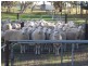 77 O’Connells Road, Bordertown SA 5268