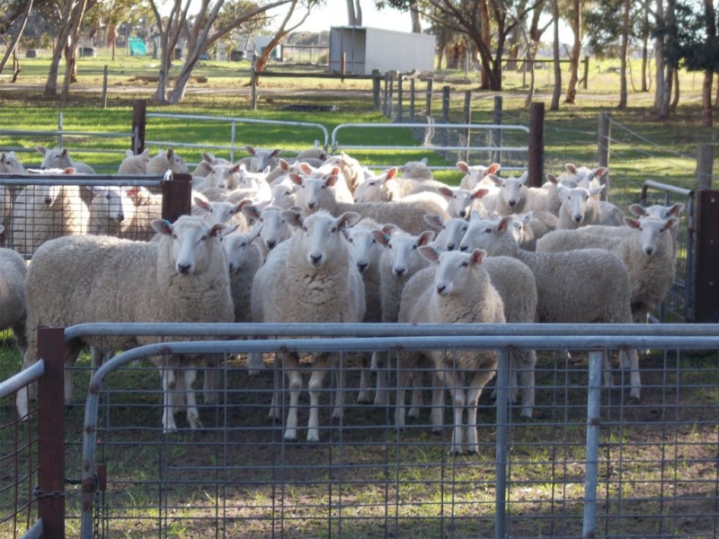 77 O’Connells Road, Bordertown SA 5268