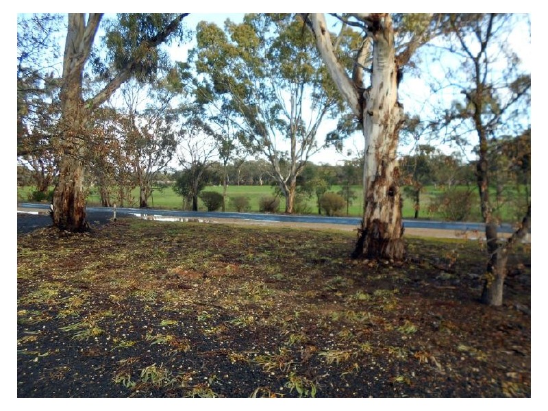 301 Rowney Road, Mundulla SA 5270