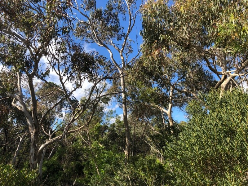 Lot 4 Avenue Range Road, Reedy Creek SA 5275