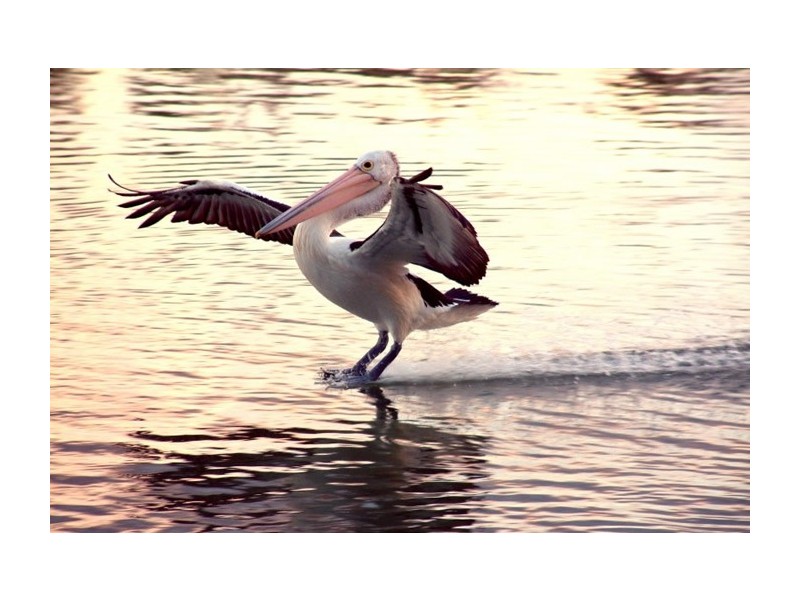 Lot 117 Kelsey Road, Wellington East SA 5259