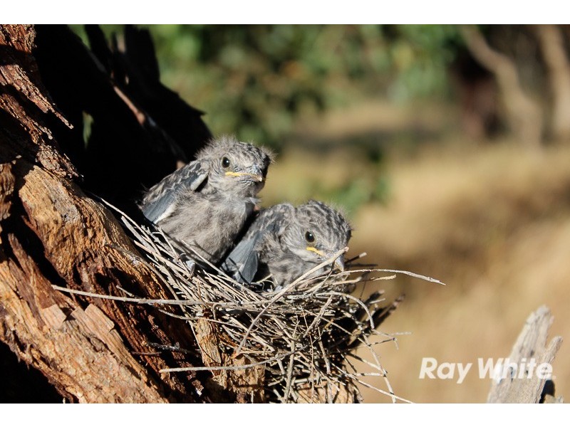 67 Taverner Road, Highland Valley SA 5255