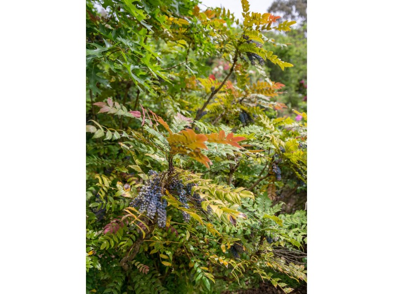 92 Ridge Road, Summertown SA 5141