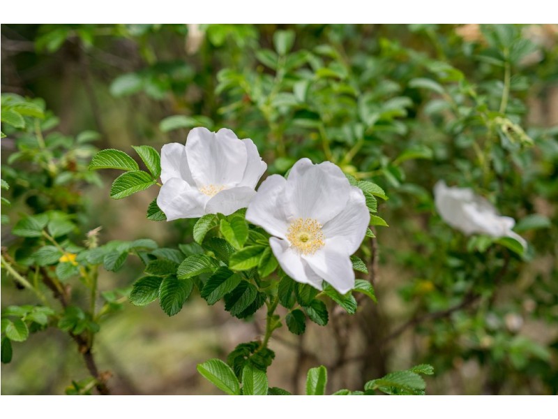 92 Ridge Road, Summertown SA 5141