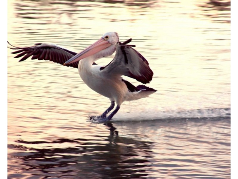 Lot 53 George Mason Street, Wellington East SA 5259