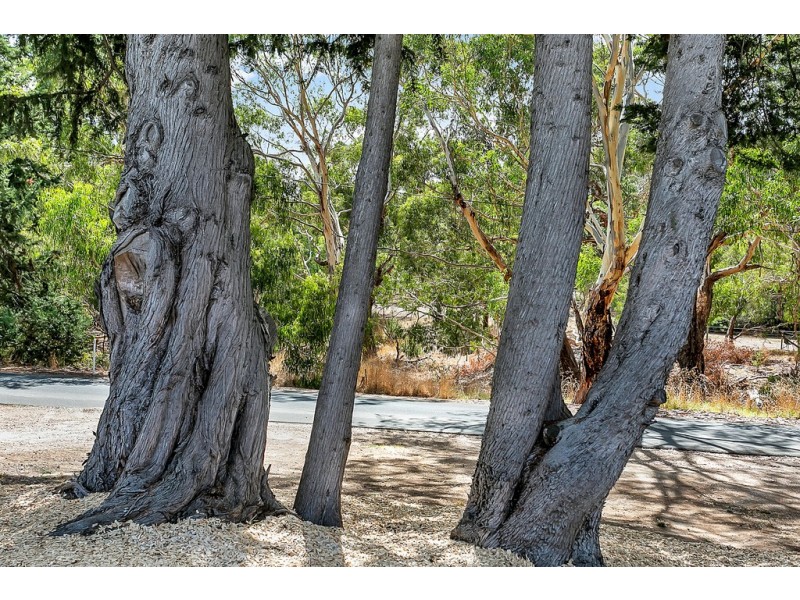 9 Kingrose Street, Macclesfield SA 5153