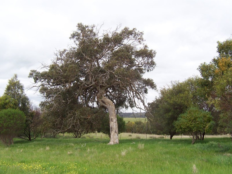 Lot 8 Archer Hill Road, Wistow SA 5251