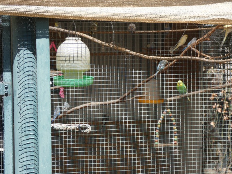 31 Murray Street, Callington SA 5254