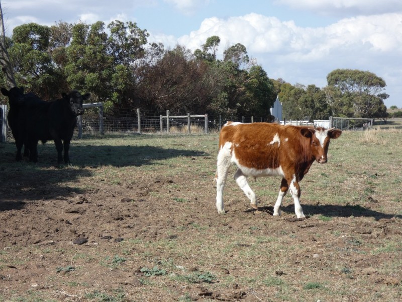 Lot 54 Dehy Road, Meningie SA 5264