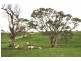Lot 40 Scrubby Hill Road, Wistow SA 5251