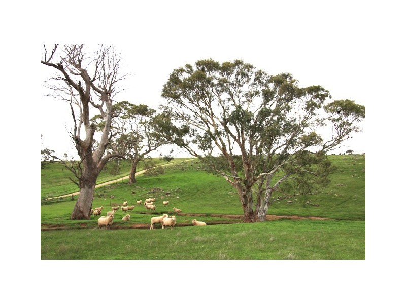 Lot 40 Scrubby Hill Road, Wistow SA 5251